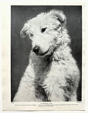 KUVASZ SHEEPDOG DOG BREED -