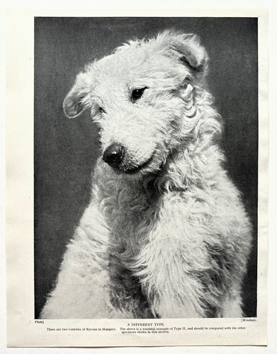 Kuvasz sheepdog dog breed - dog,