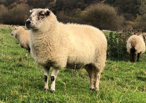 Whole raw sheeps fleece - raw,