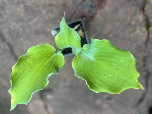 Hosta diamond lake large - -,