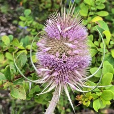 4 teasel plants.  Native