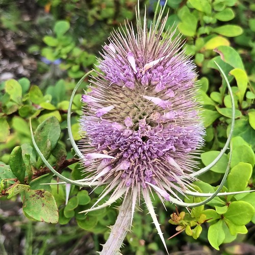 Teasel plants native - plants.,