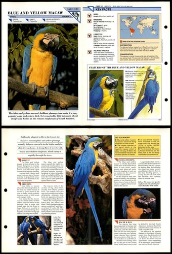 Blue yellow macaw 131 birds - macaw, #131