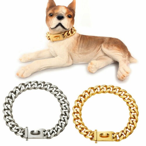 Large dog chain collar puppy - dog,