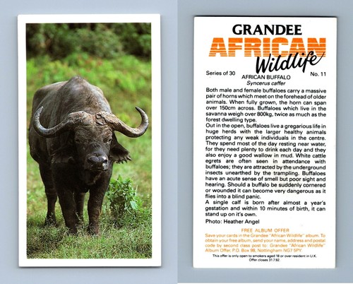 African buffalo grandee - buffalo, #11
