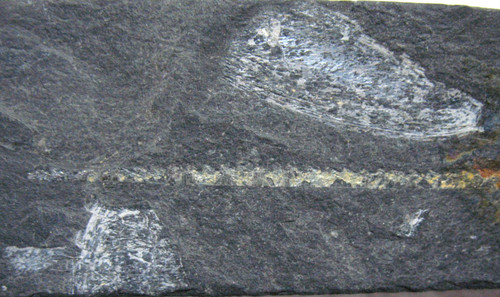 Ordovician phyllocarid - ordovician,