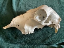 Ovine Sheep Skull, Painted
