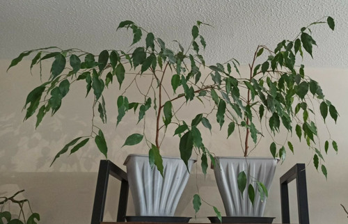 Ficus benjamina weeping fig