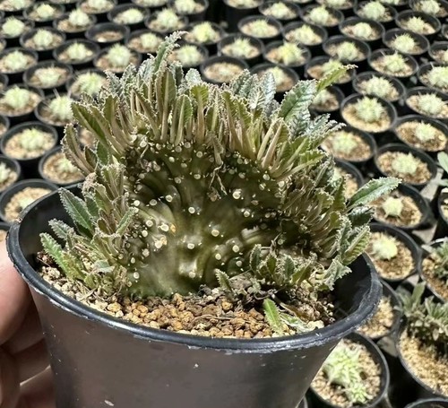 5cm rare dorstenia lavrani - 6.5cm,