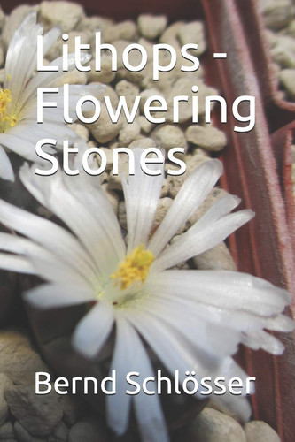 Lithops flowering stones the - stones,