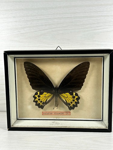 Mounted malayan birdwing - malayan,