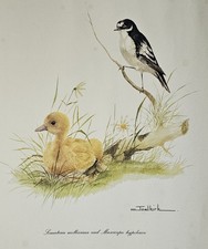 Joel Kirk ‘Young Duckling & Flycatcher’ Print (Rosenstiel, 1979) British Birds