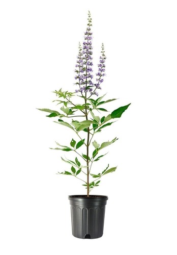 Chaste tree gallon vitex - tree, 1