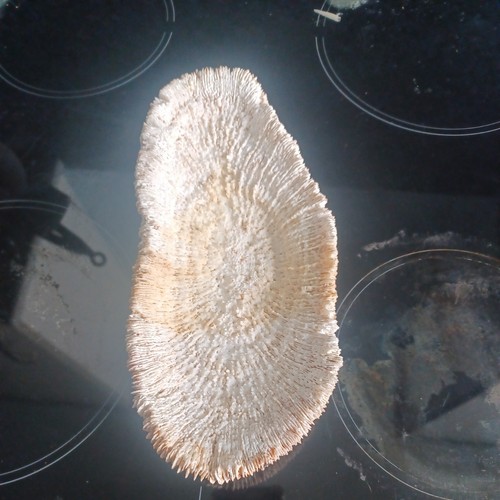 Mushroom brain sea coral - brain,