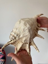 Giant spider lambis lambis sea shell