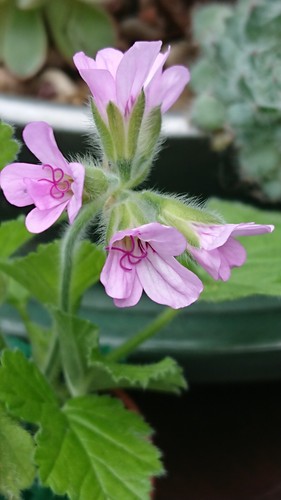 Pelargonium lemon scented - pelargonium,