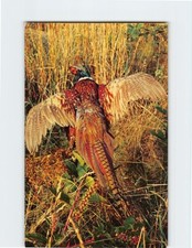 Postcard Ring Necked Pheasant
