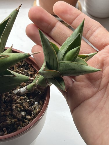 Sansevieria donny donii hybrid - sansevieria,