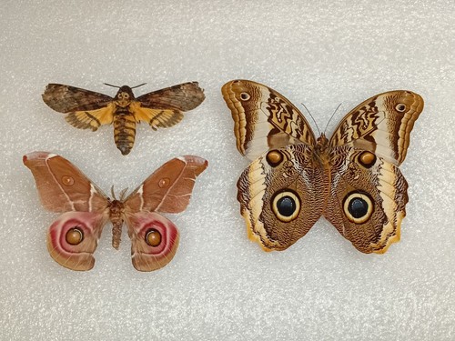 Moth bundle for crafting - for,