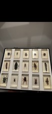 National Geographic Real life bugs and insects collection. 1x full tray.  #03