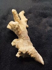 Vintage Dried Coral From The Red Sea 18cm x 7cm Good Condition