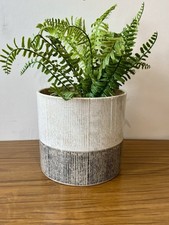 German two tone houseplant