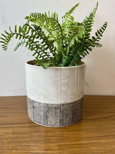 German two tone houseplant