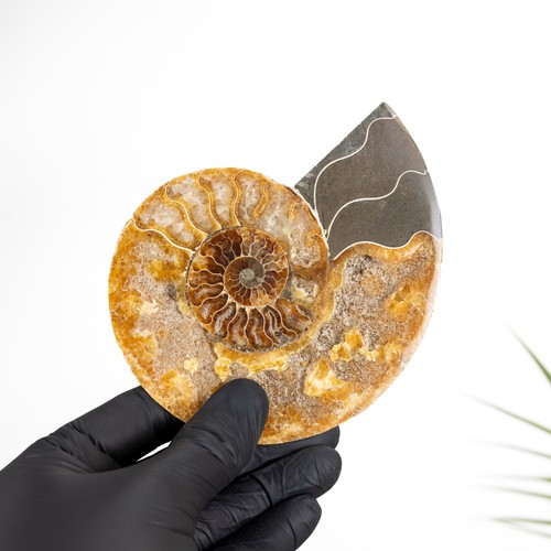 Inch cut polished ammonite - cut, &