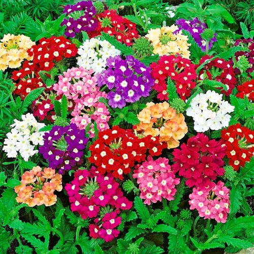 Verbena bedding plants pack - verbena, 6