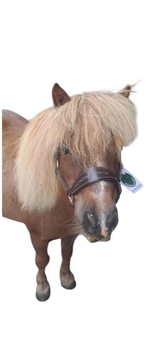 Mini shetland leather halter - mini,