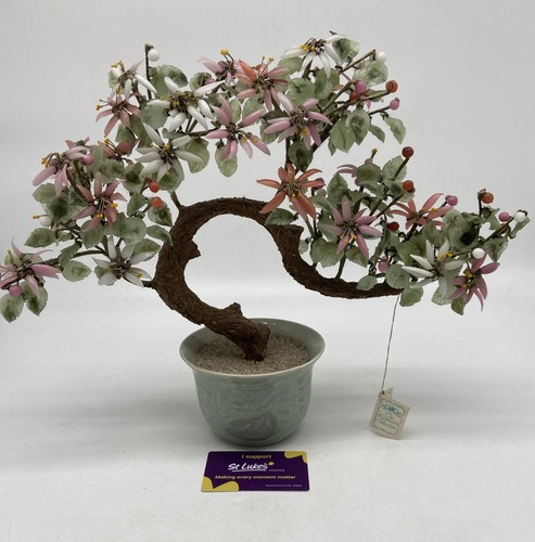 Leonardo bonsai tree plant - leonardo,