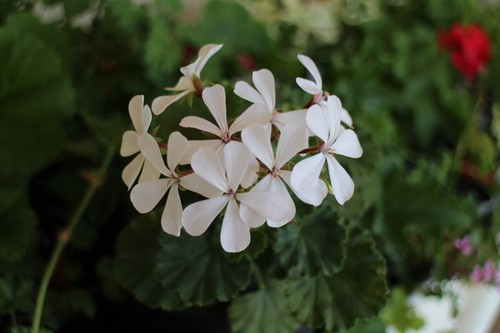 Pelargonium dresden white - pelargonium,