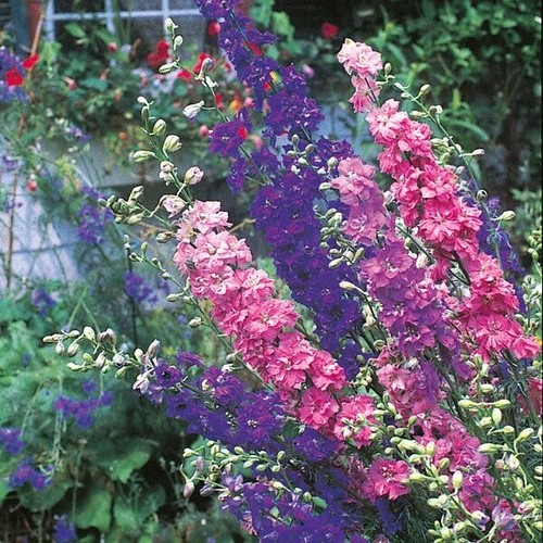 Larkspur sublime mix kings - sublime,