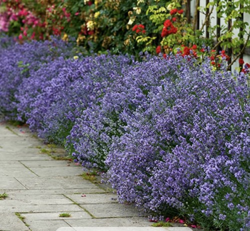 Lavender hidcote blue x12 - 'hidcote',