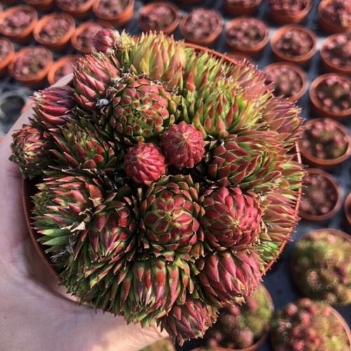 8cm succulent plant - plant, jovisbarba