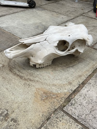 Real cow skull taxidermy - cow, curio