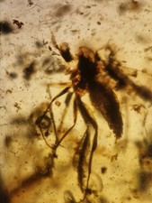 Mosquito and Beetle In 100 Million Year Old Burmese Amber 
