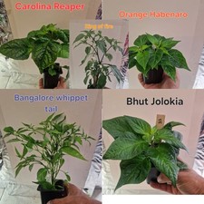 Chilli Plants (x5) 