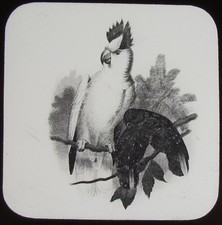 Glass Magic Lantern Slide TRI