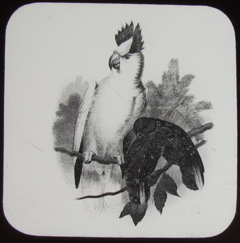 Glass magic lantern slide tri - magic,