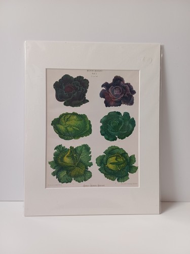 Ernst benary print - print., cabbages