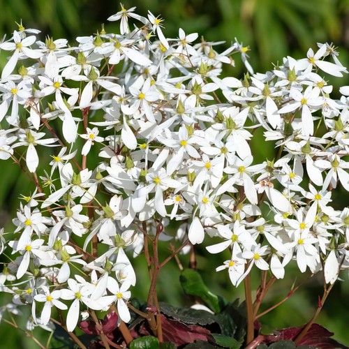 Saxifrage dancing pixies thea - saxifrage,