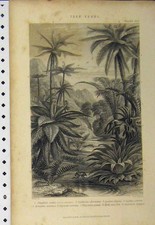 Old Antique Print C1890 Trees