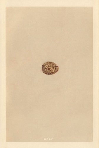 British bird eggs - british, quail