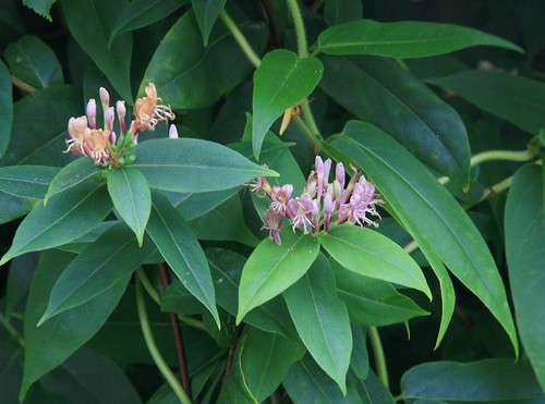 Honeysuckle henryii - honeysuckle,