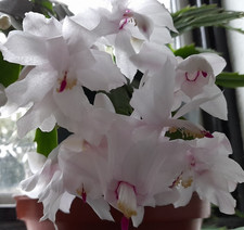 Schlumbergera White Christmas