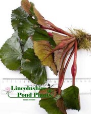 Water chestnut 25 - chestnut, 1