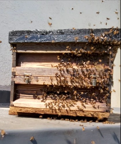 Honey bee swarm - honey,