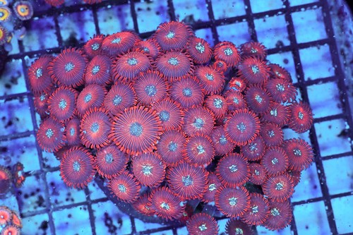 Red zoanthid colony wysiwyg - zoanthid,