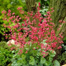 Heuchera - Firefly - Hardy